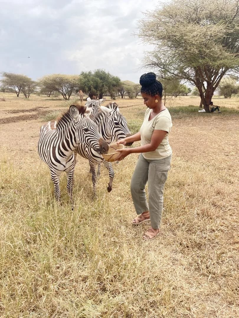 Feeding zebras